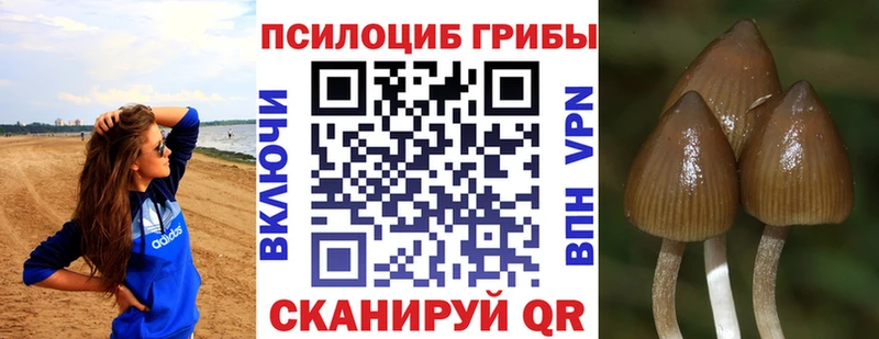 где купить   Златоуст  Псилоцибиновые грибы Psilocybe 